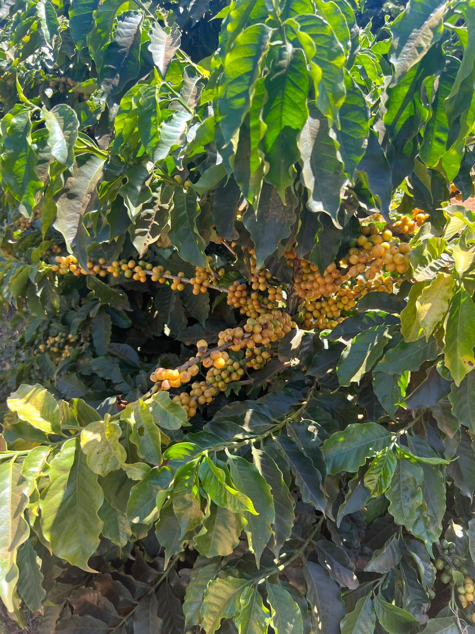 Cafeto cargado de cerezas amarillas en Itamonte